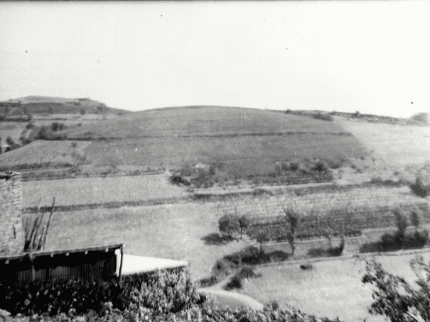 storia-calandra2