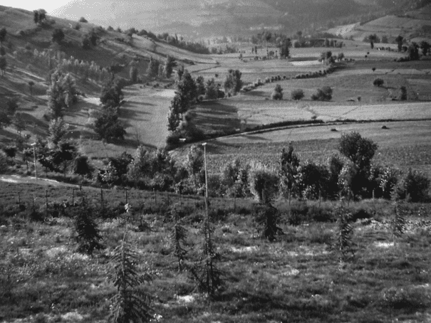 storia-calandra4