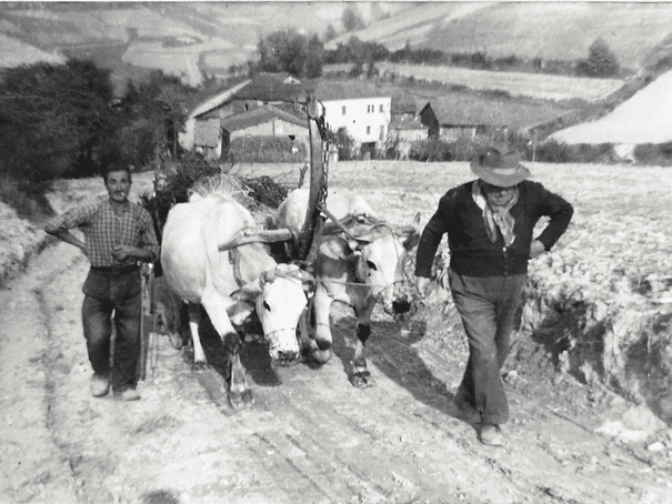 storia-calandra5